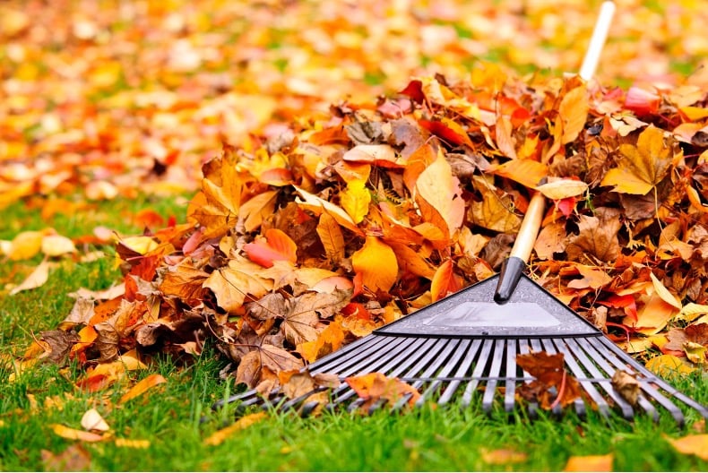 It's that time of year again. Learn how you can save money on raking leaves by doing the task yourself.