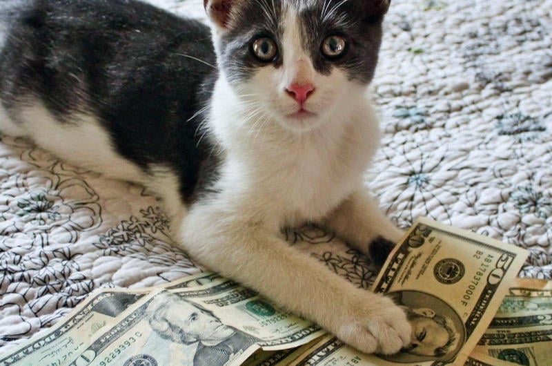 This Adorable Cat Is Collecting Money From People for a Good Cause