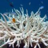 Fish swim around a coral undergoing the bleaching process from heat stress.