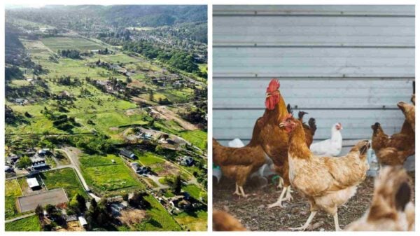 A photo of Sonoma Valley in California next to chickens walking in a fenced-in area.