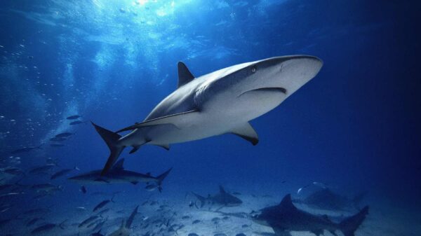 A bull shark swims near the surface of the water.