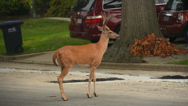 A deer stands in a suburb street with two red cars in the background.