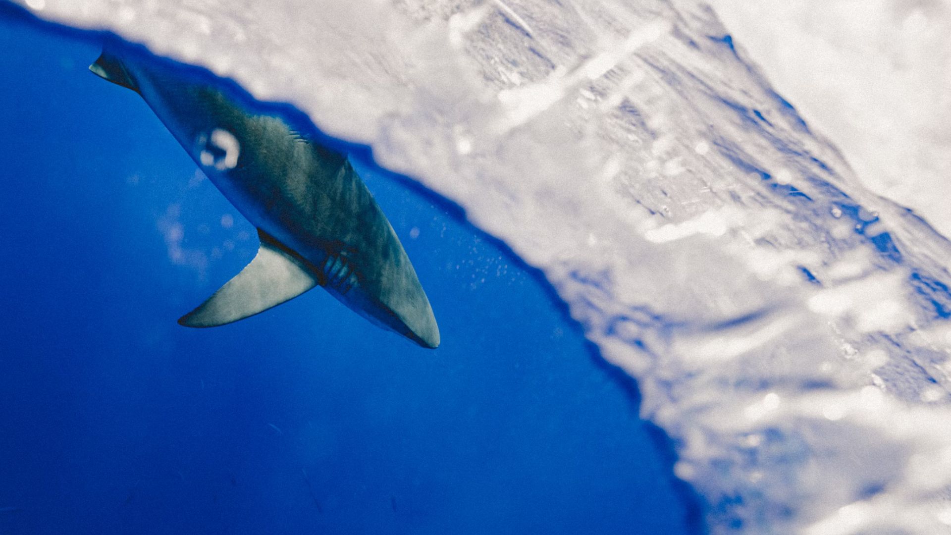 Great White Shark Found Washed Up on a Beach After Even Larger Sea