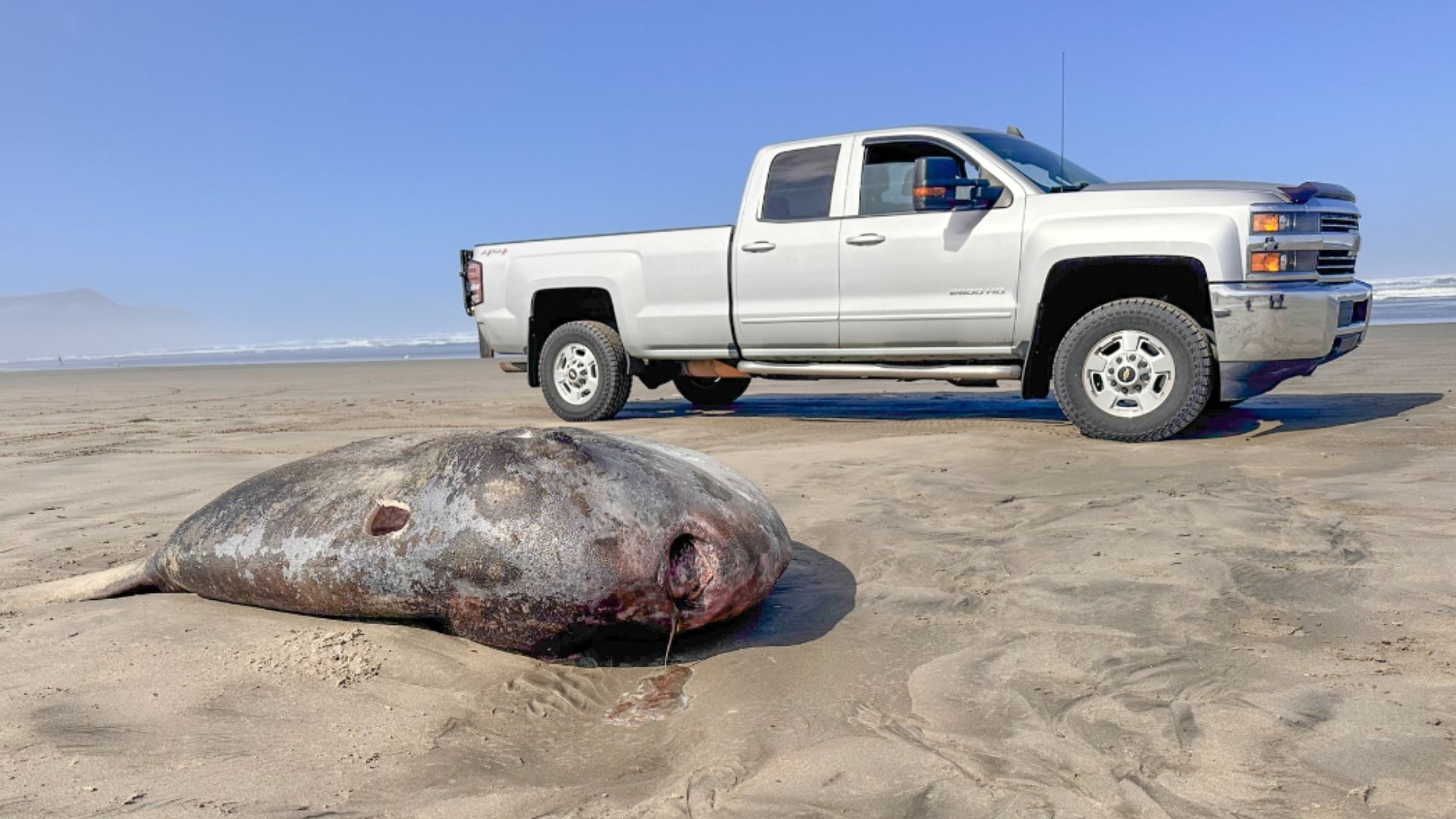 Marine Biologists Are Stunned Over a Rare, Giant Fish That Washed ...